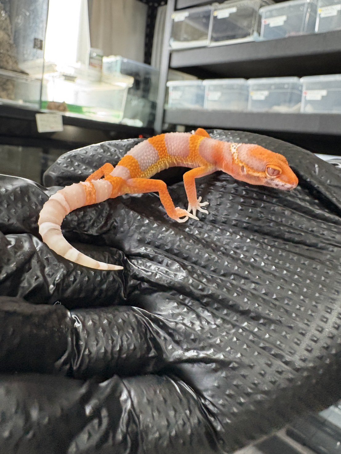 ヒョウモントカゲモドキ – [公式]広島 爬虫類Select Shop58〜ファイブ