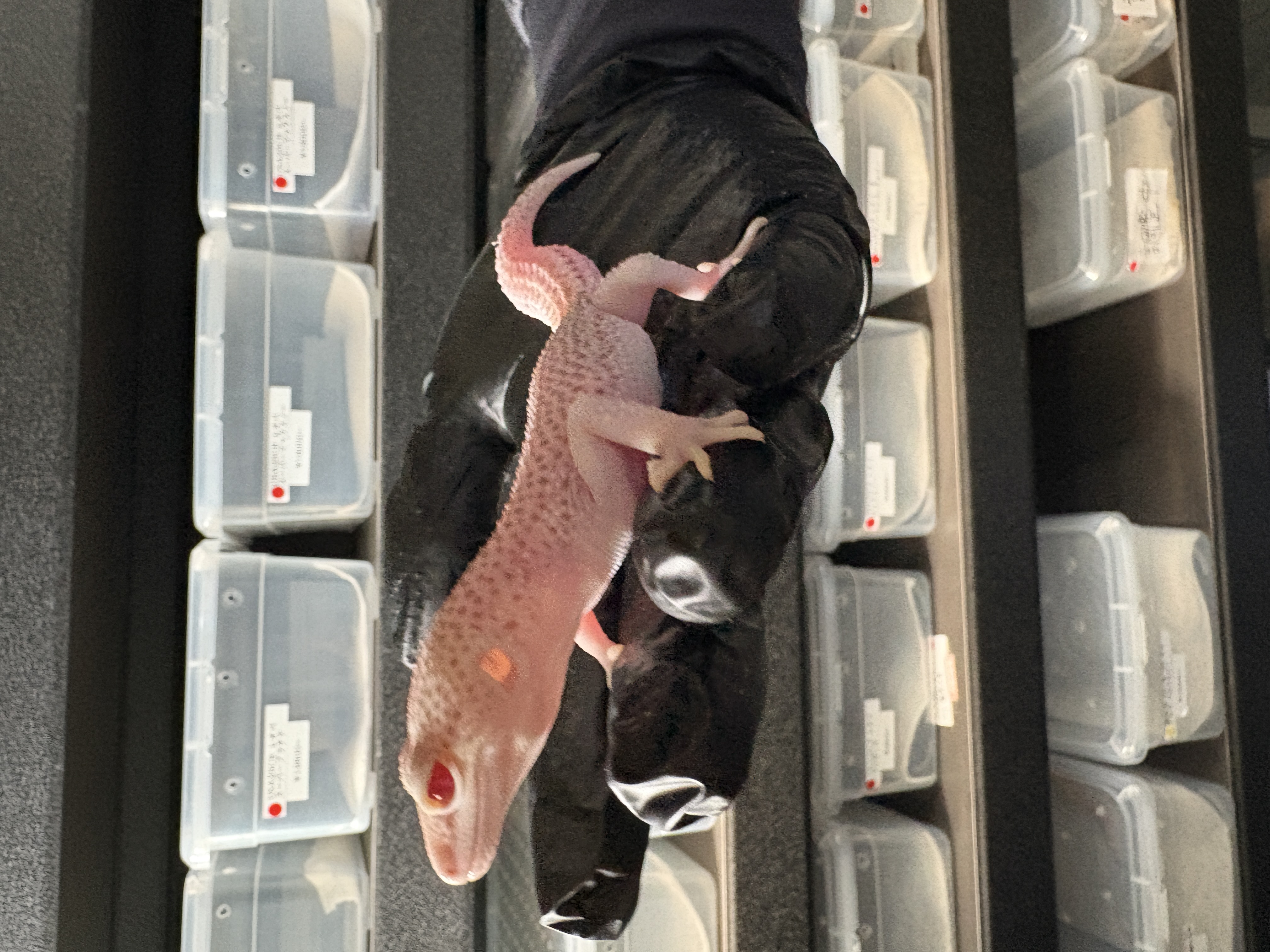 ヒョウモントカゲモドキ – [公式]広島 爬虫類Select Shop58〜ファイブ